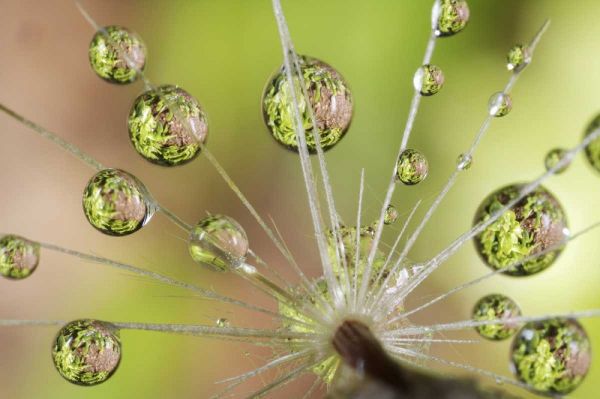 CA, San Diego Water droplets on dandelion seed